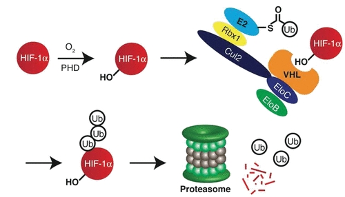 HIF-1α is recognized by VHL and degraded by the proteasome