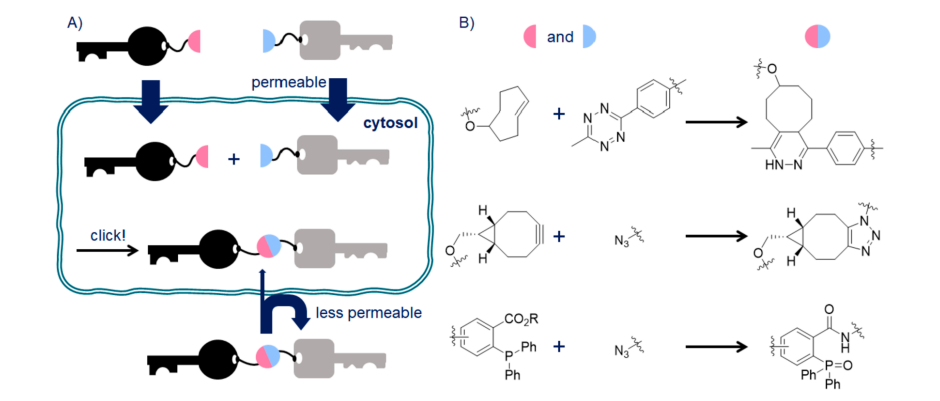 A) CLIPTAC. B) Bioorthogonal reaction partners in CLIPTAC