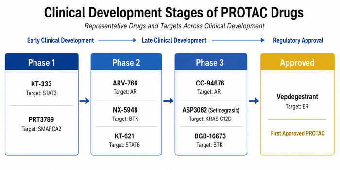 Clinical development stages of representative PROTAC drugs from Phase 1 to approval