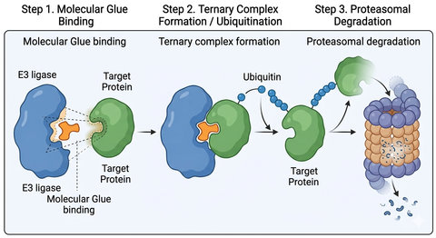Mechanism of Molecular Glue Induced Degradation