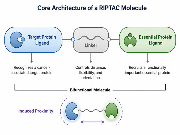 RIPTAC bifunctional molecule architecture diagram