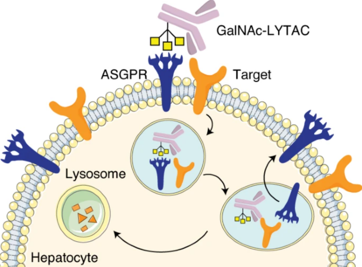 LYTACs degradation technology