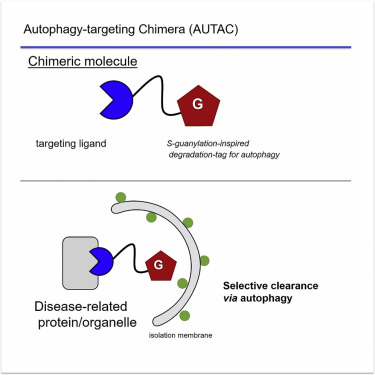 AUTAC degradation technology