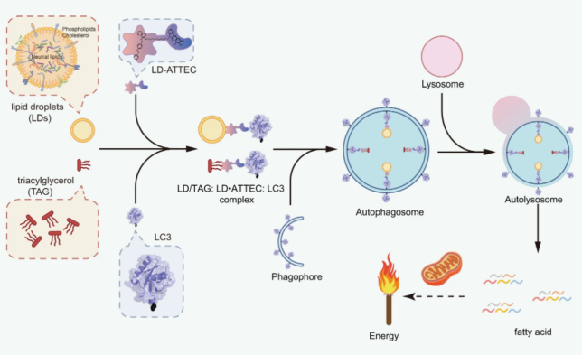 Mechanism of action of ATTEC-mediated lipid degradation