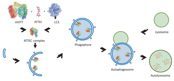 Mechanism of action of ATTEC