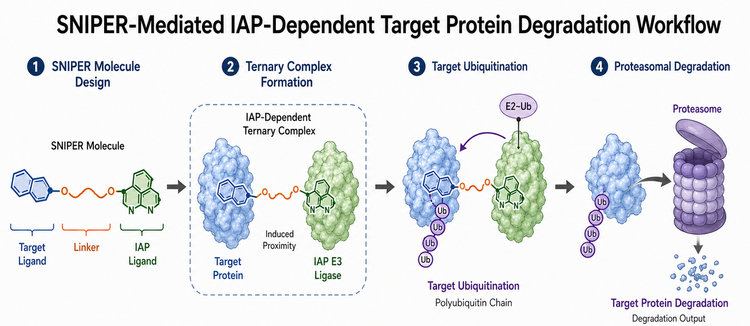 Ligand for E3 Ligase in PROTAC Architecture