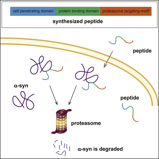 Peptide-based degrader for α-syn 