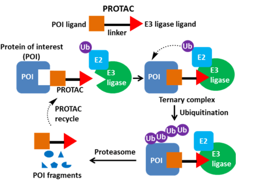 Proteolysis Targeting Chimeras