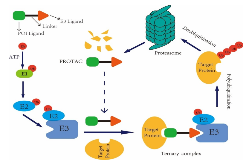 Acting mechanism of PROTAC molecules in vivo