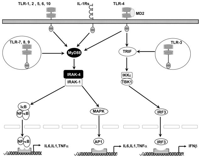 PROTAC Targeting IRAK4