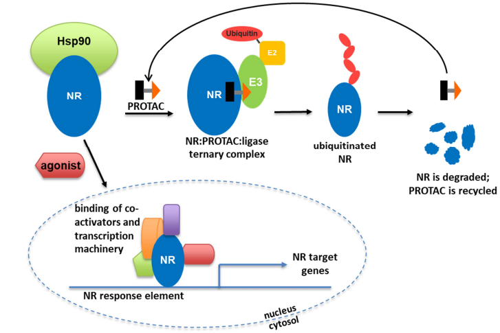 PROTAC targeting NR degradation