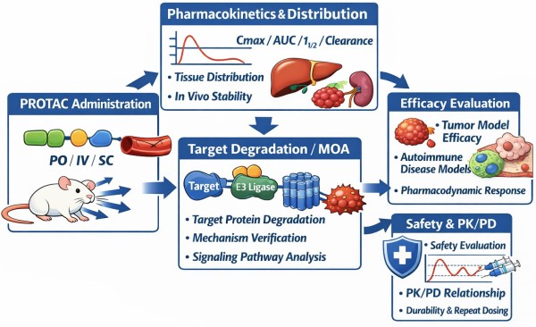 Scientific diagram of PROTAC in vivo evaluation workflow