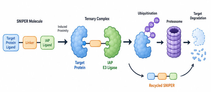 Mechanistic workflow of SNIPER-mediated target protein degradation