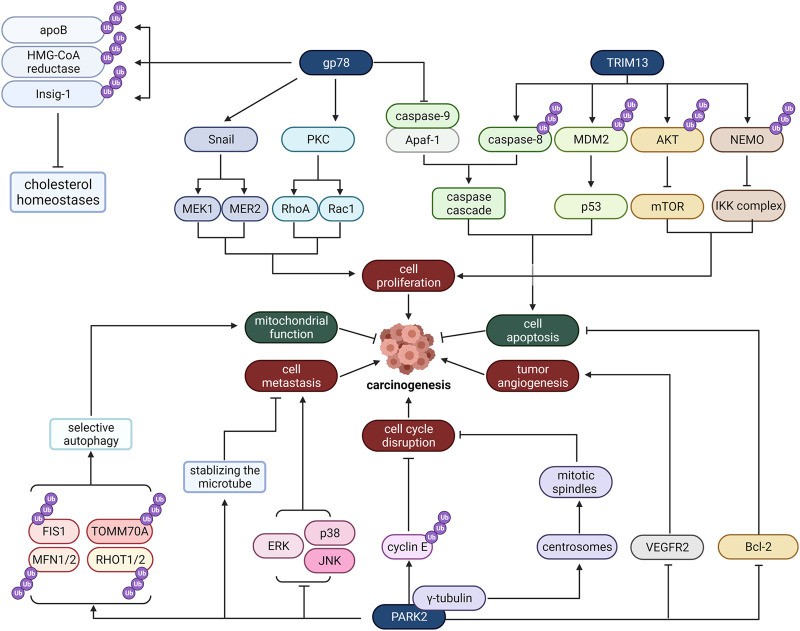 Mechanism of E3 ligase located in ER