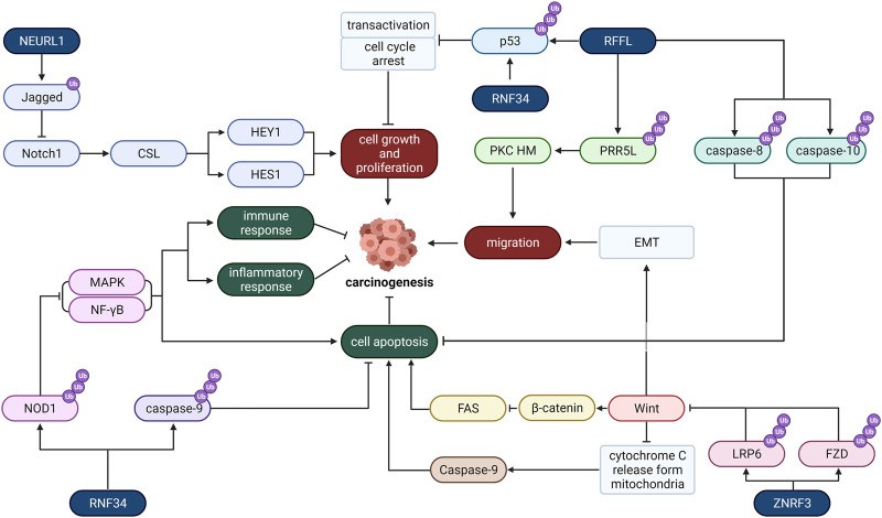 Mechanism of E3 ligase located in the plasma membrane