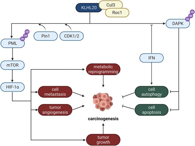 Mechanism of E3 ligase located in Golgi apparatus