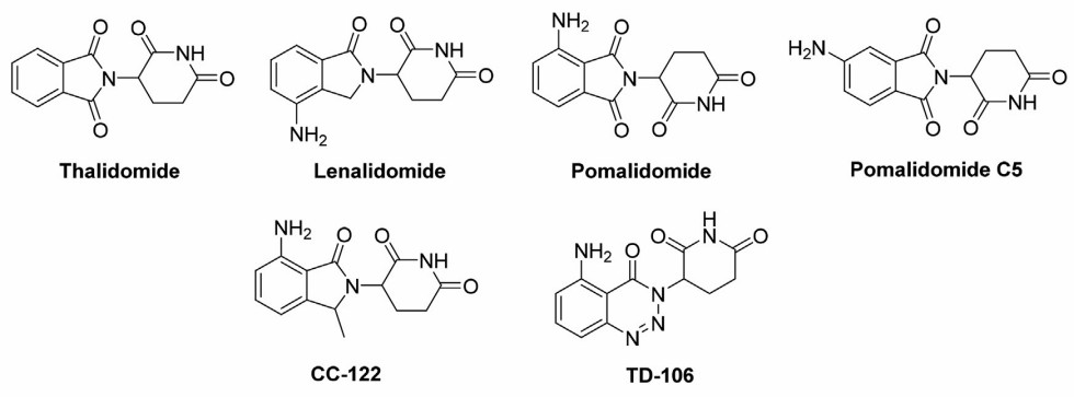 Small molecule ligands of E3 ligase CRBN