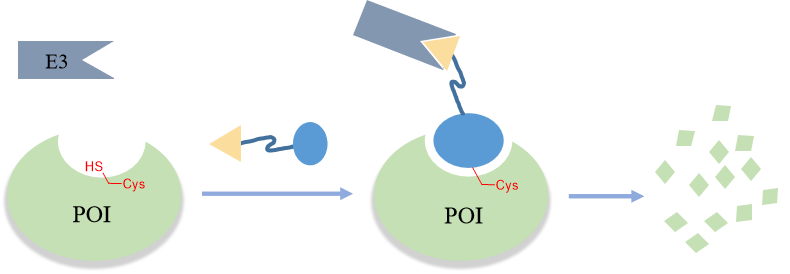 Covalent PROTAC Technology Development