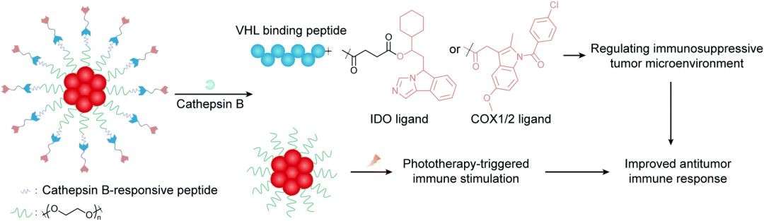 The combination therapy of PROTACs, phototherapy, and immunotherapy mediated by polymerized nanoparticles