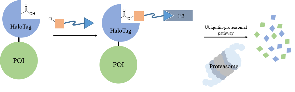 HaloPROTAC Technology Development