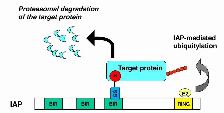 IAP-mediated ubiquitylation and degradation of target proteins induced by SNIPERs.