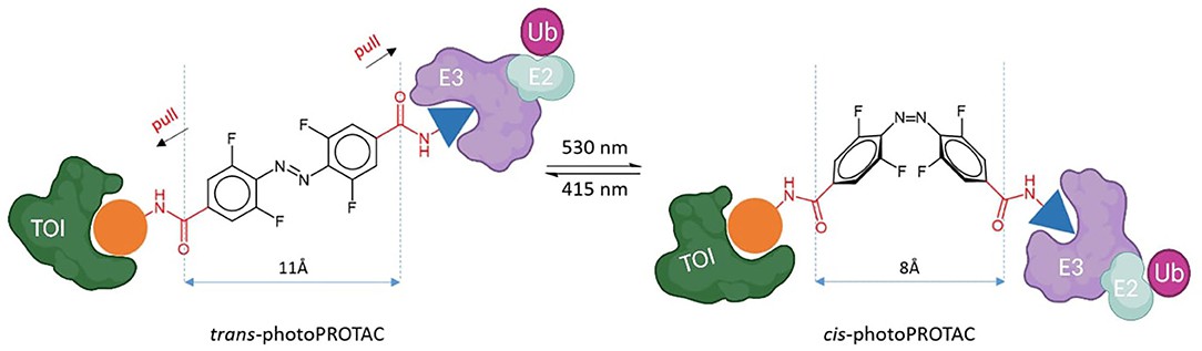 2 trans-photoPROTAC and cis-photoPROTAC