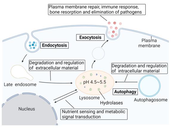 The lysosomal degradation pathway