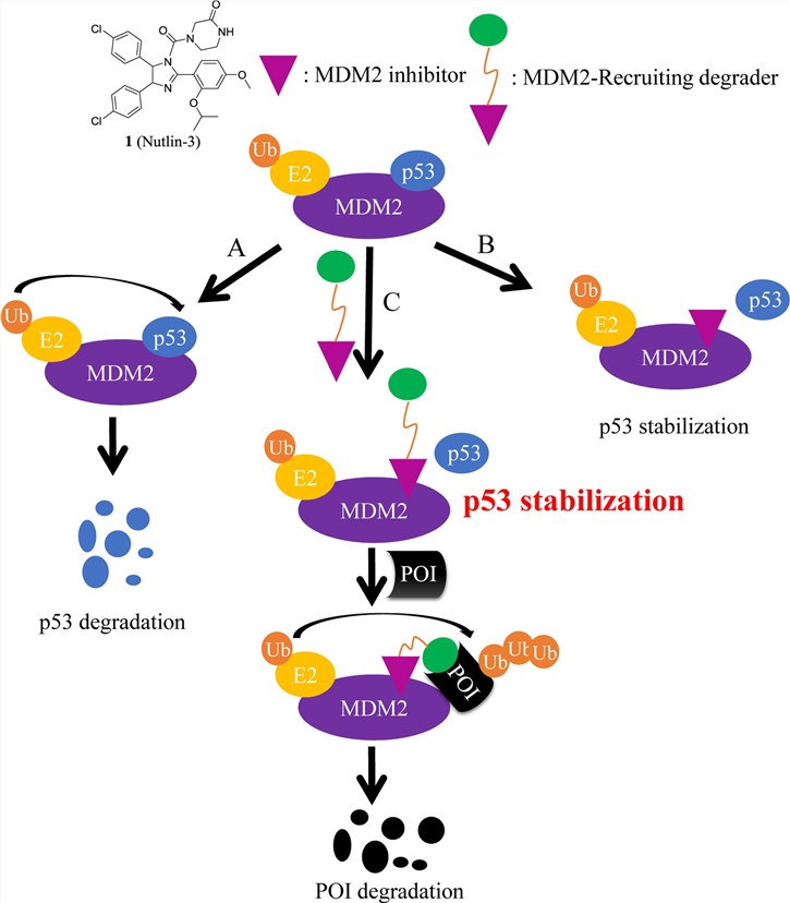 IAP-mediated ubiquitylation and degradation of target proteins induced by SNIPERs.