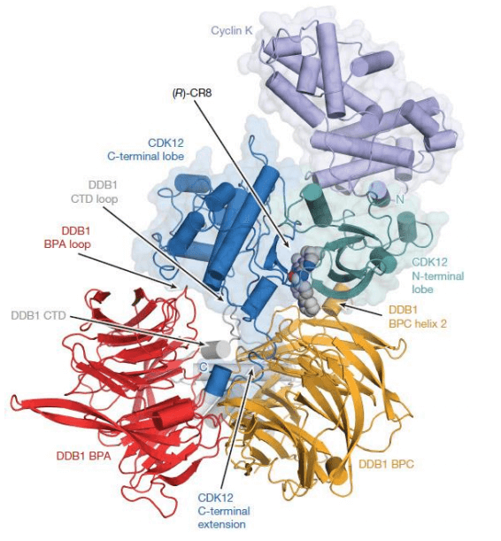 Nature-CDK inhibitor CR8 acts as a molecular glue degradation agent to kill cancer cells