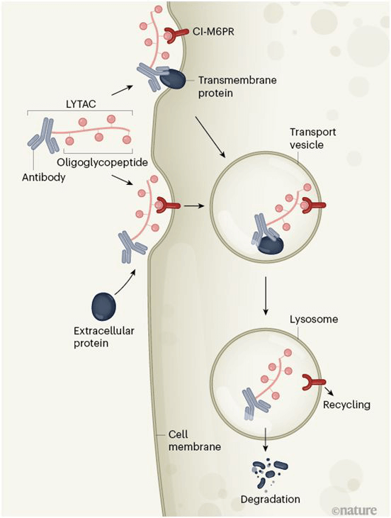 Nature-Lysosome-targeting chimaeras for degradation of extracellular proteins