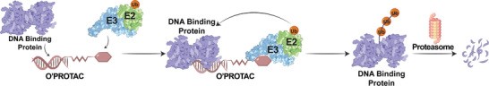 Oligonucleotide-based PROTACs