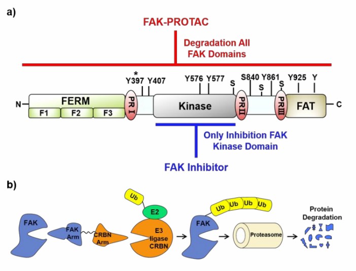 FAK protein and FAK PROTACs