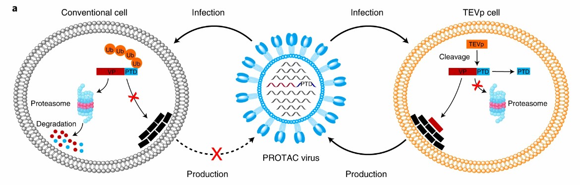 Schematic illustration of the generation of PROTAC viruses