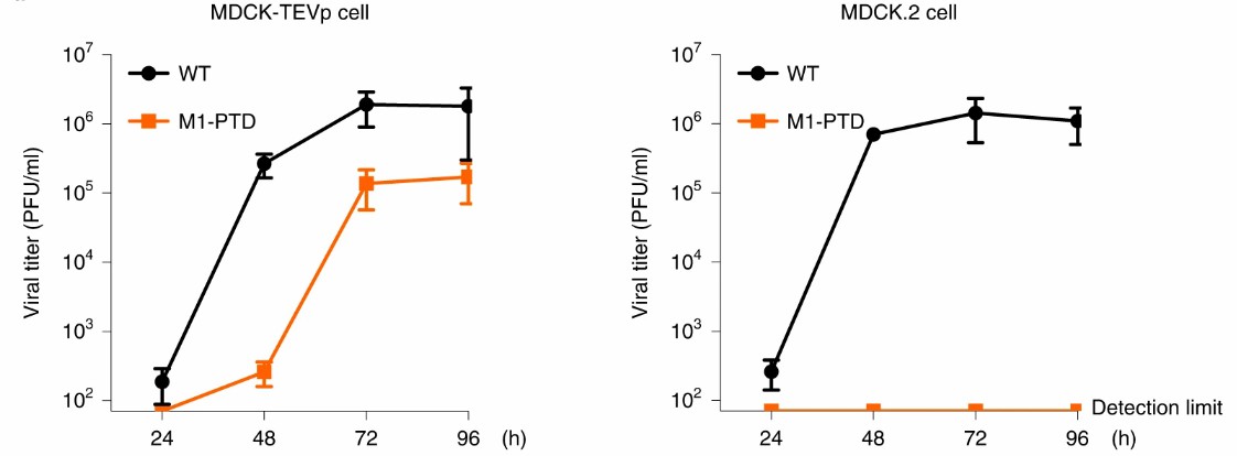 M1-PTD  replicates efficiently only in TEVp stably expressing cell lines