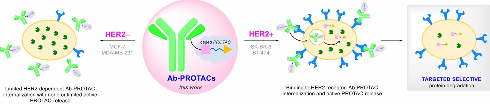 mode of action of an antibody-PROTAC conjugate