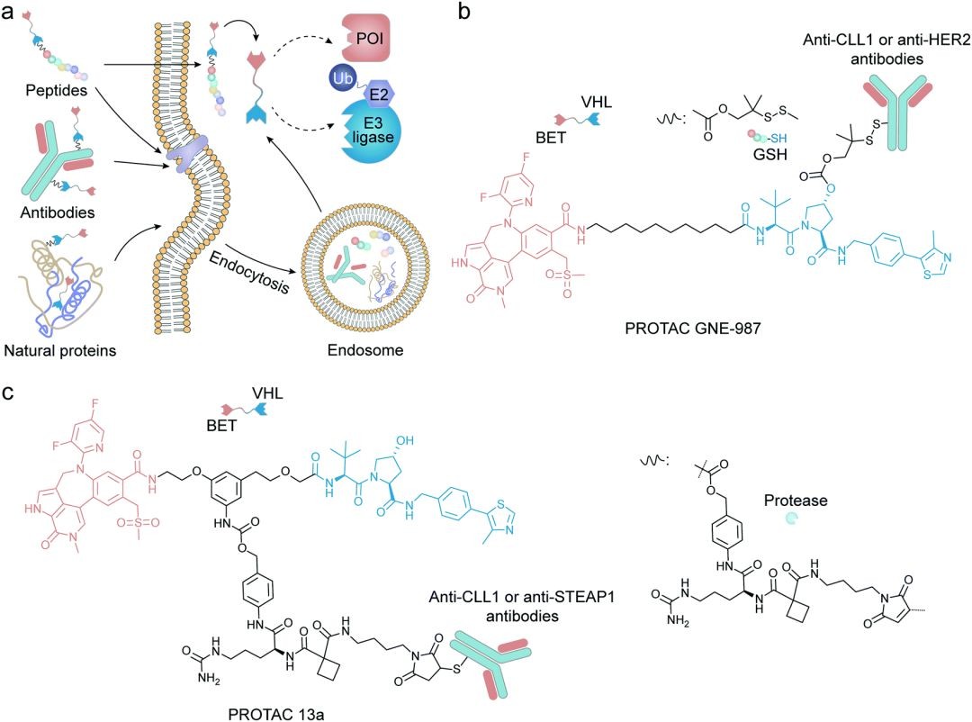 Protein degradation induced by a protein-based PROTAC delivery system