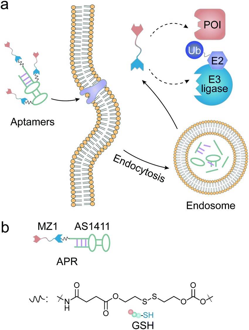 Protein degradation mediated by aptamer-PROTAC conjugate