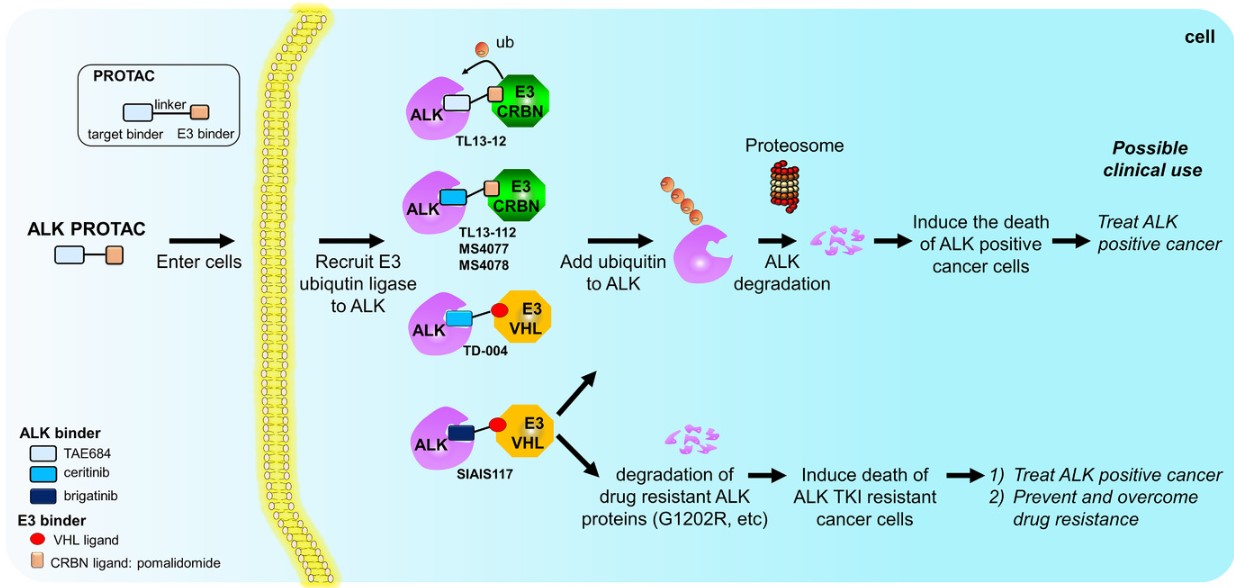 Examples of ALK PROTACs