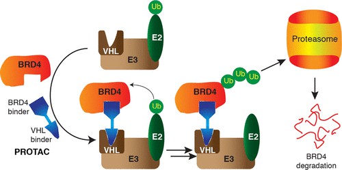 PROTAC Targeting BRD4