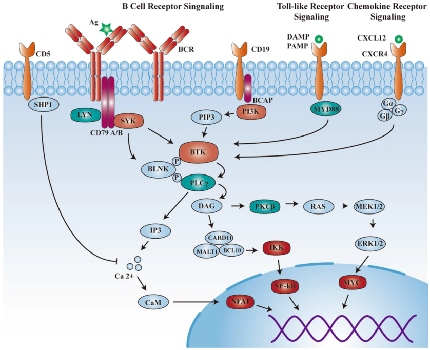 BTK in BCR signalling, TCR signalling, and chemokine receptor signalling  pathway.