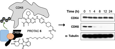 CDK6 is selectively degraded by PROTAC