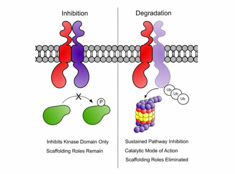 Comparison of degradation and inhibition