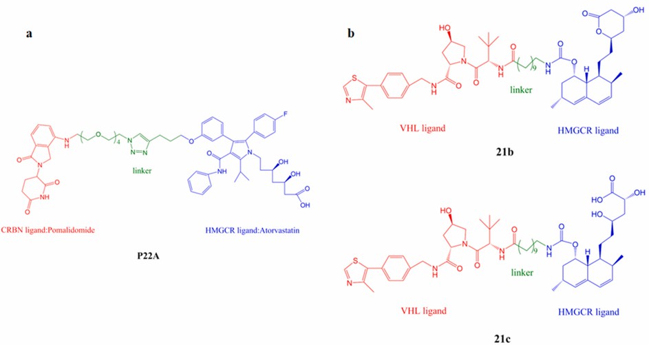 PROCTAC molecules targeting HMGCR