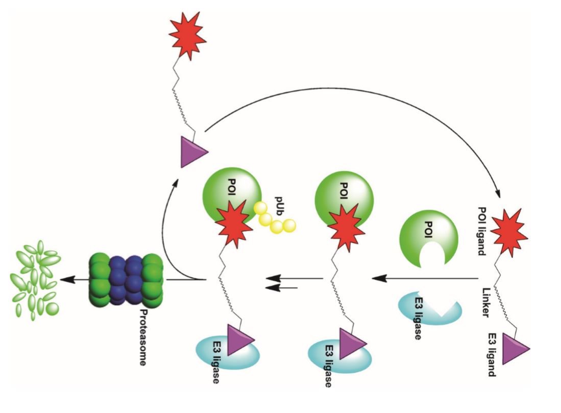 Protac<sup>®</sup> Activity Assay