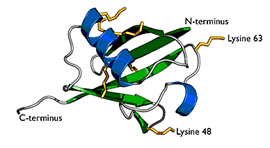 Protein Ubiquitination Service