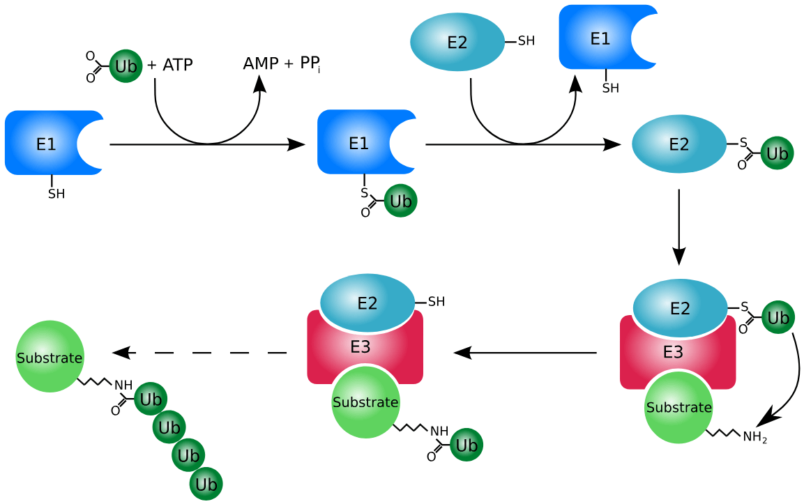 Protein Ubiquitination Service