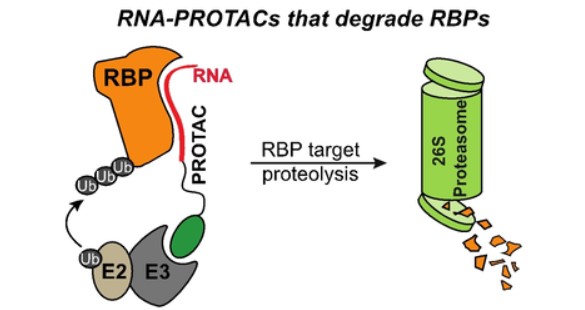 RNA-PROTACs degrade RBPs using ubiquitin-proteasome system