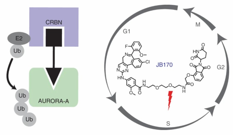 The structure of JB170