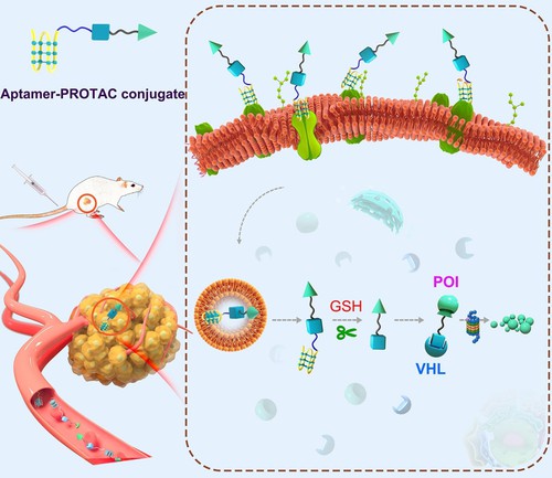 BRD4-targeting DAC, disulfide bond linker