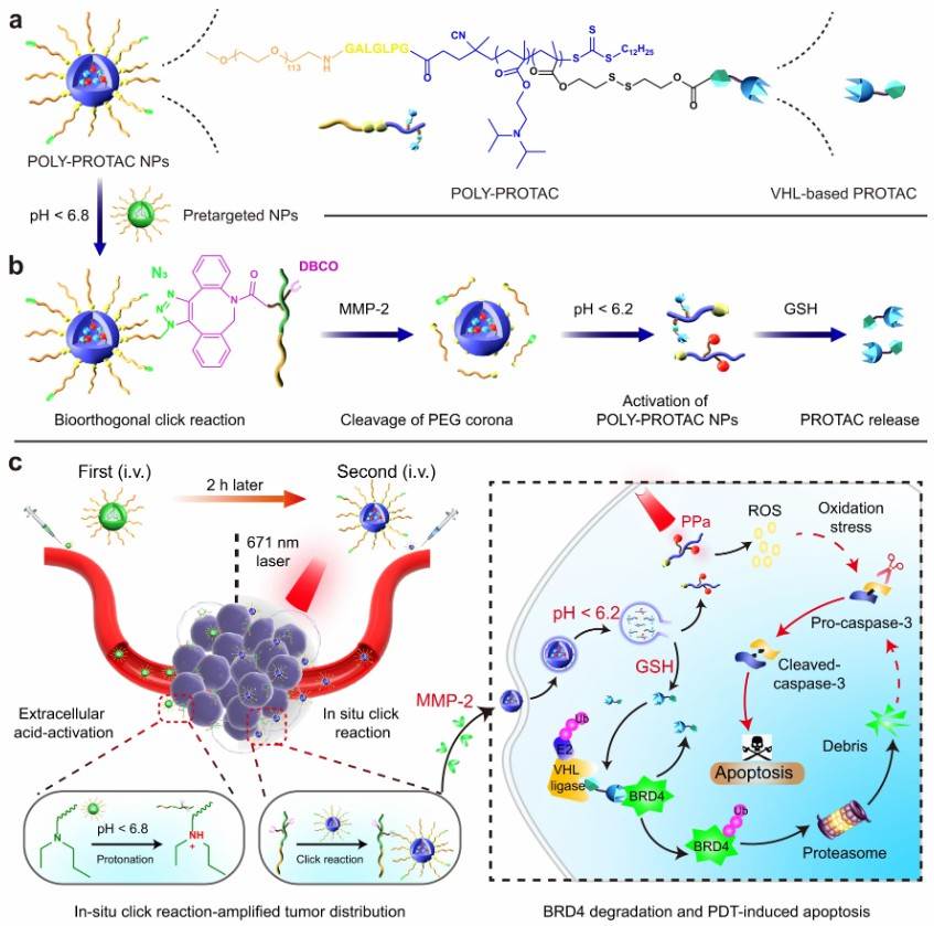 BRD4-targeting DAC, disulfide bond linker